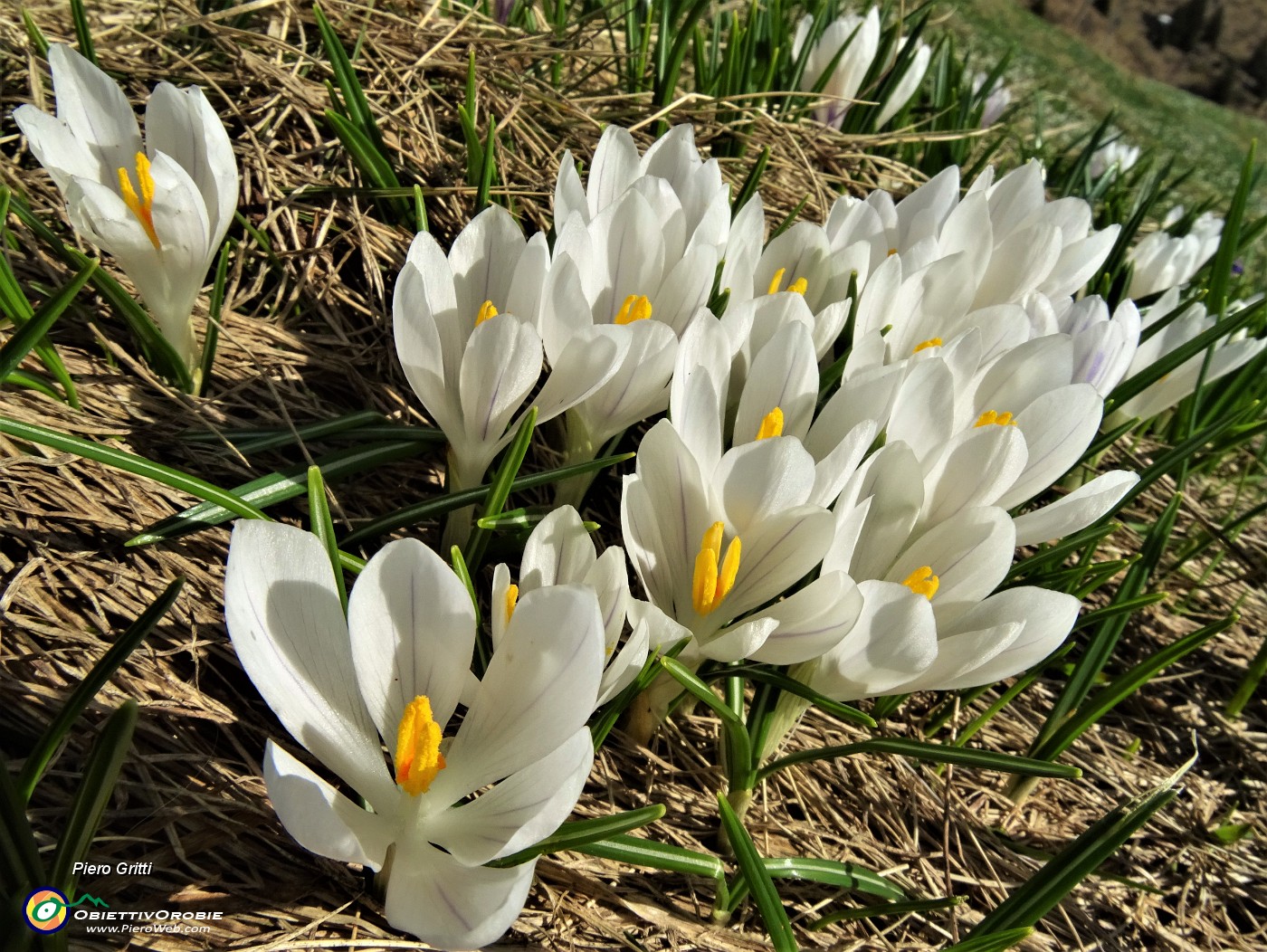 18 Bianchi fiori di Crocus vernus (Zafferano maggiore) crescono appena la neve si scioglie.JPG